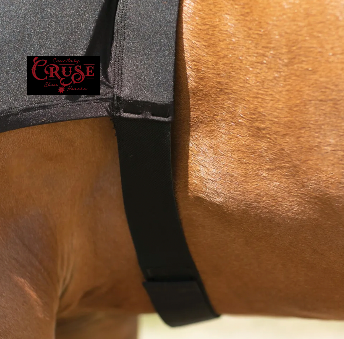 Courtney Cruse Show Horse Hood