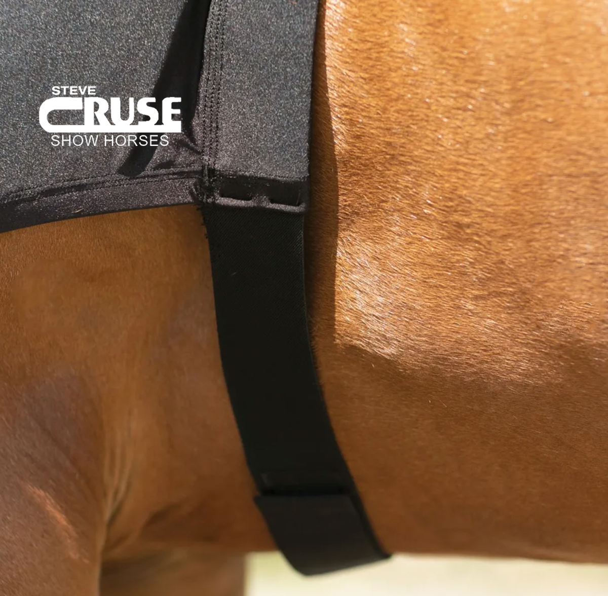 Steve Cruse Show Horse Hood