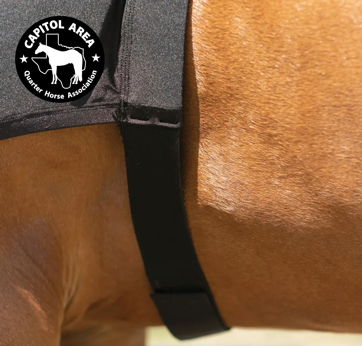 The Capitol Area Quarter Horse Associations Horse Hood